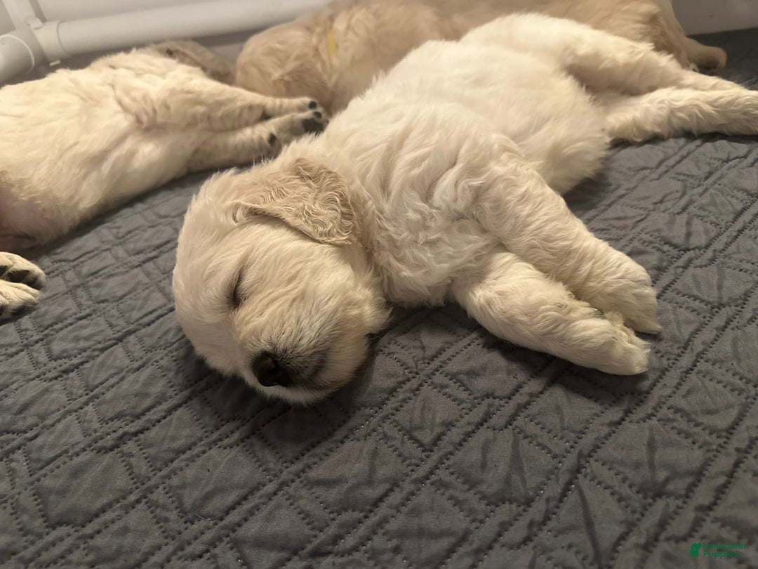 Goldendoodle dogs for sale: Marshall F1b Goldendoodle - Image 4