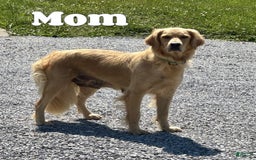 Golden Retriever dogs for sale: Forest - Image 10