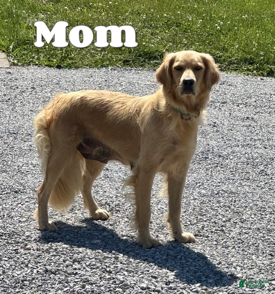 Golden Retriever dogs for sale: Forest - Image 10