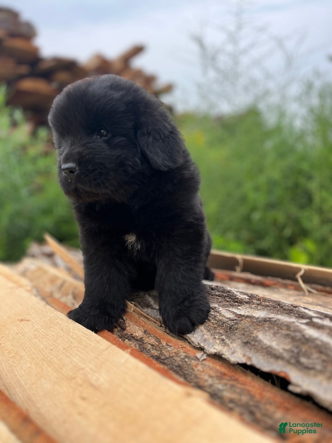 Newfoundland dogs for sale: Dahlia - Image 4