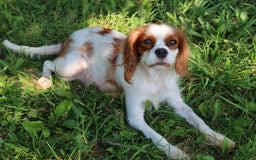 Cavalier King Charles Spaniel dogs for sale: Sage - Image 12