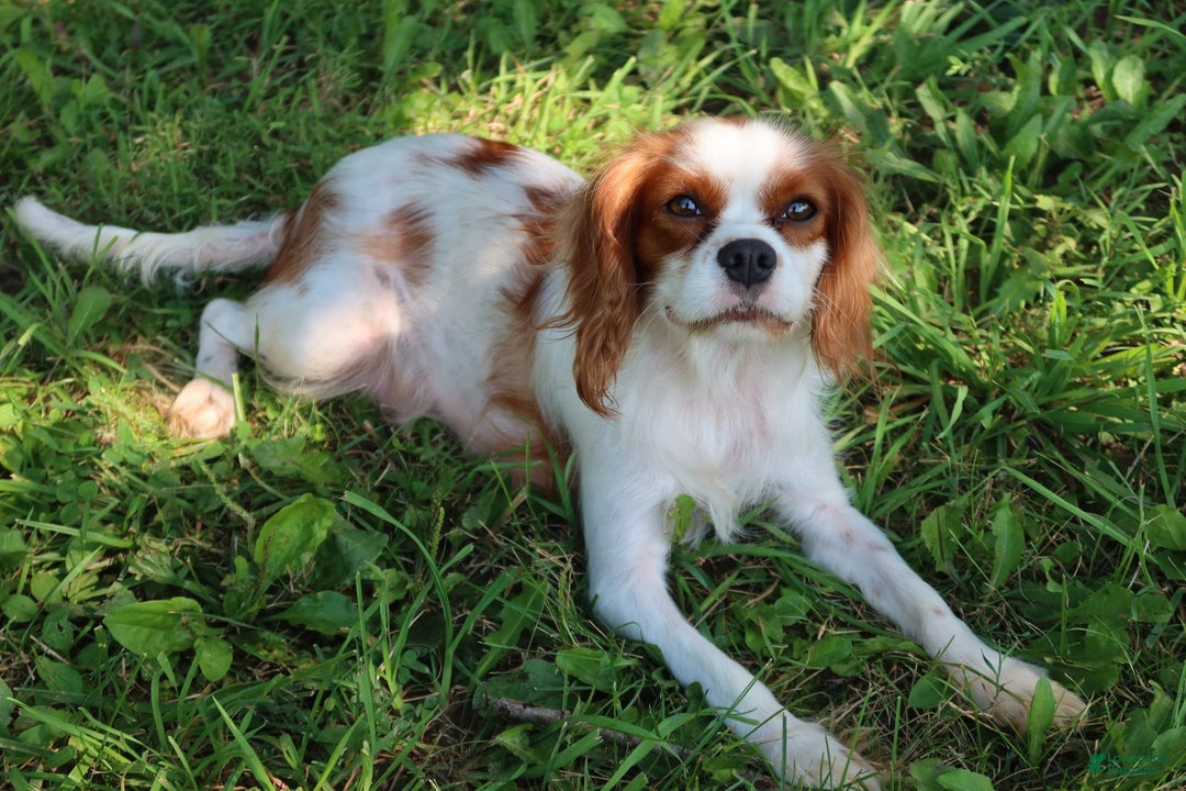 Cavalier King Charles Spaniel dogs for sale: Sage - Image 12