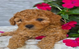 Toy Poodle dogs for sale: Rex - Image 2