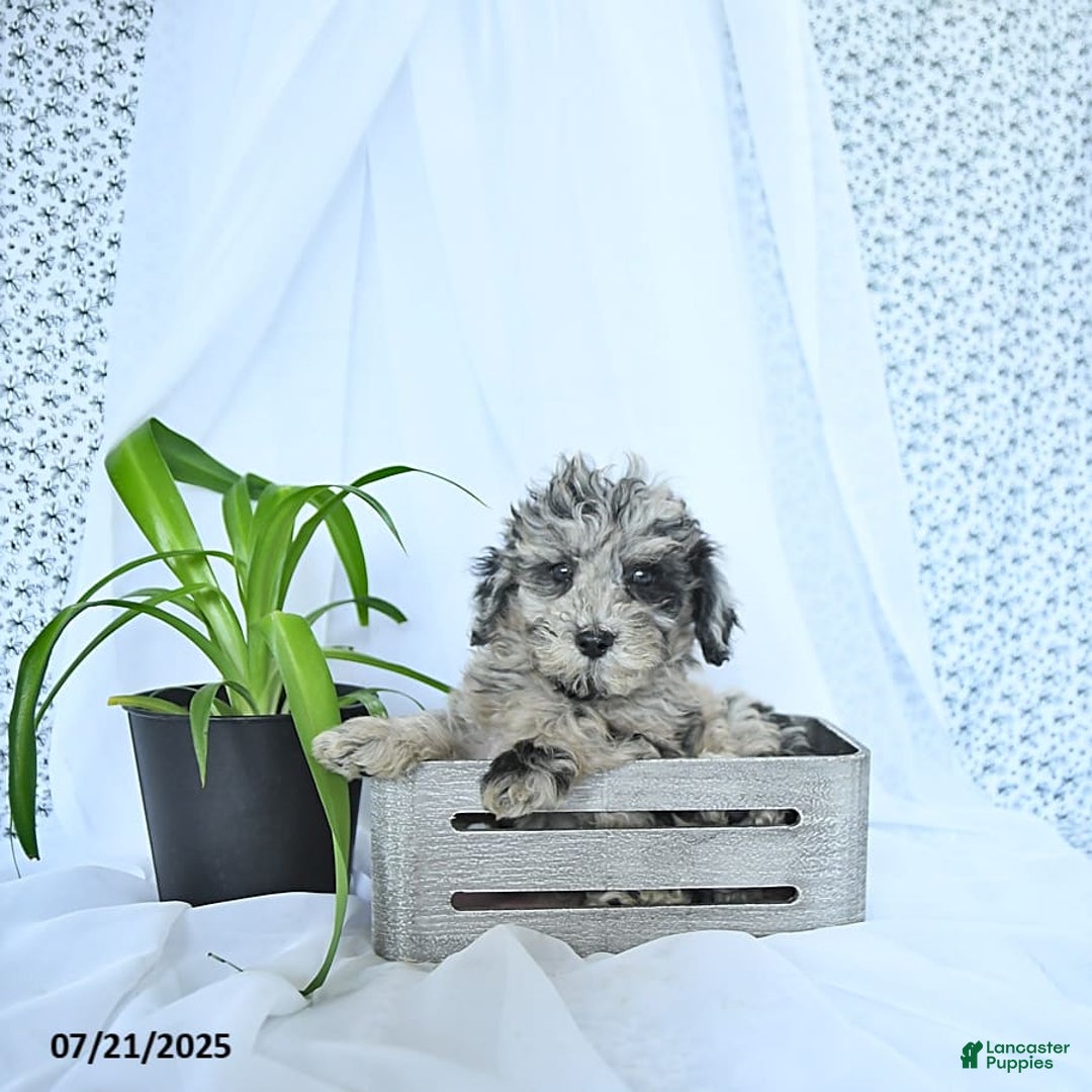 Mini Goldendoodle dogs for sale: Kash - Image 8