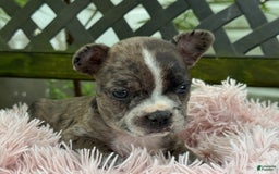 Frenchton dogs for sale: Jayna - Image 16