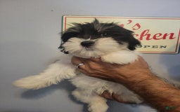 Teddy Bear dogs for sale: Ted - Image 1