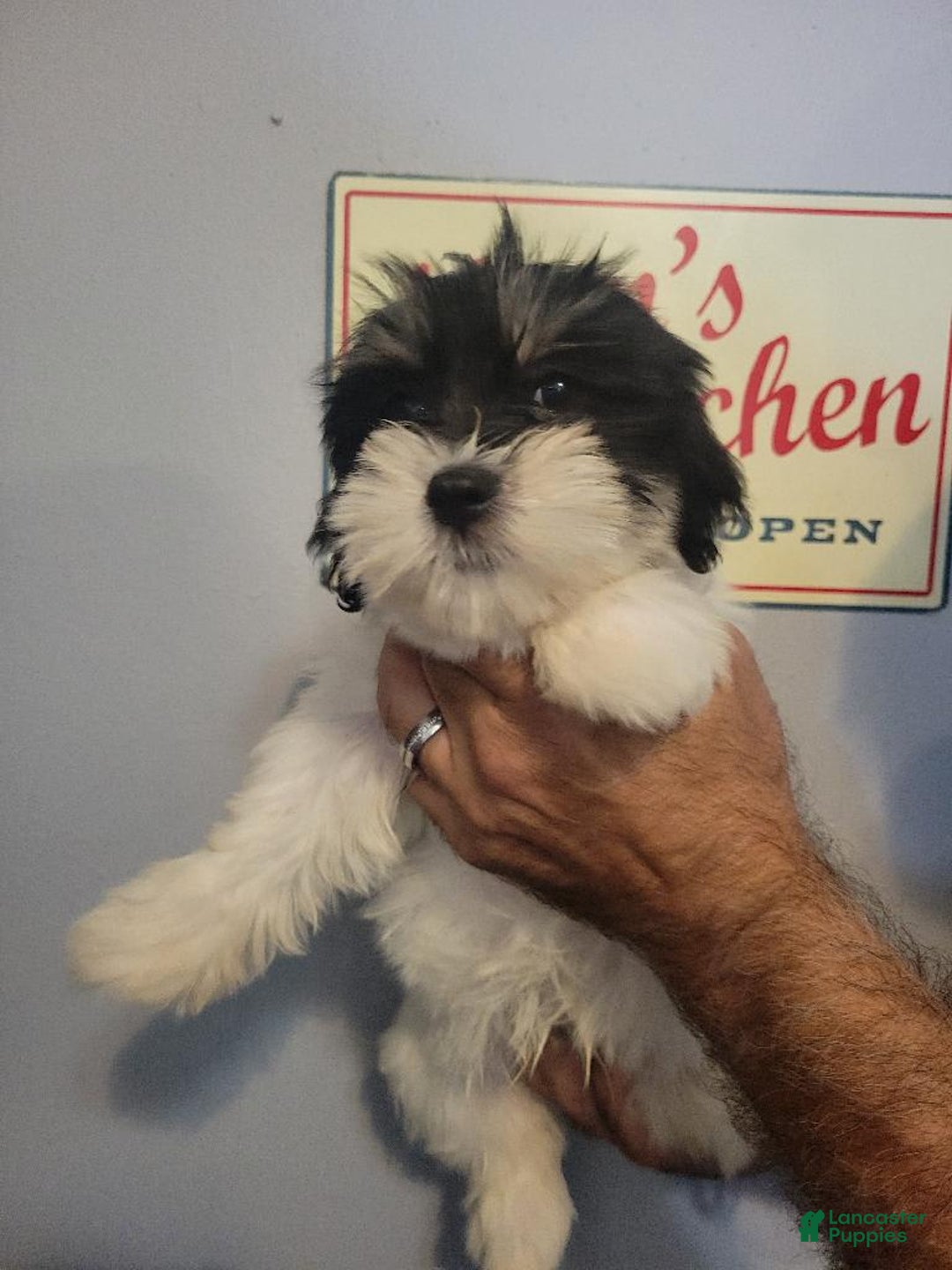 Teddy Bear dogs for sale: Ted - Image 1