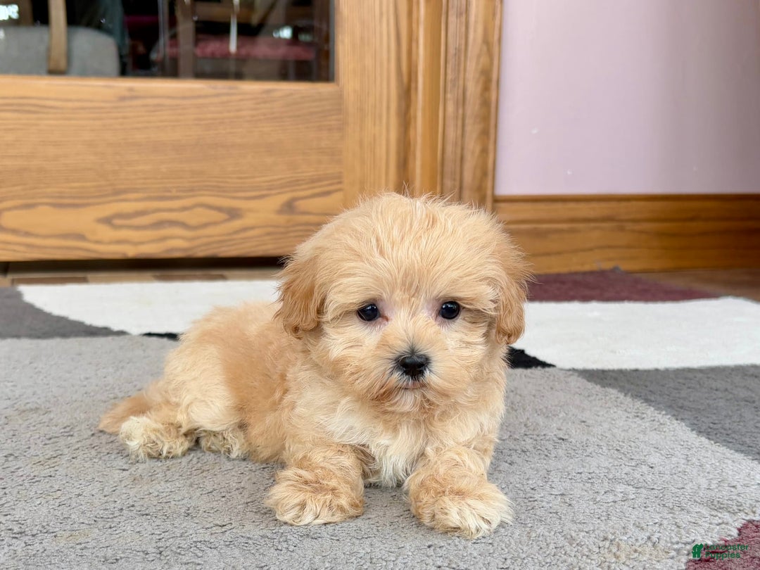 Maltipoo dogs for sale: Tiny - Image 6