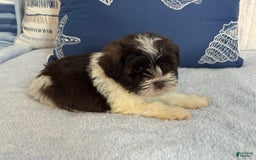 Miniature Schnauzer dogs for sale: Fancy Male 3 Akc Liver Parti - Image 2