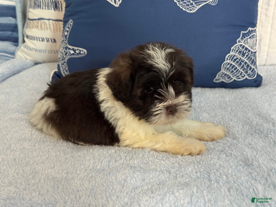 Miniature Schnauzer dogs for sale: Fancy Male 3 Akc Liver Parti - Image 2