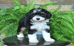 Mini Aussiedoodle dogs for sale: Cutie - Image 2