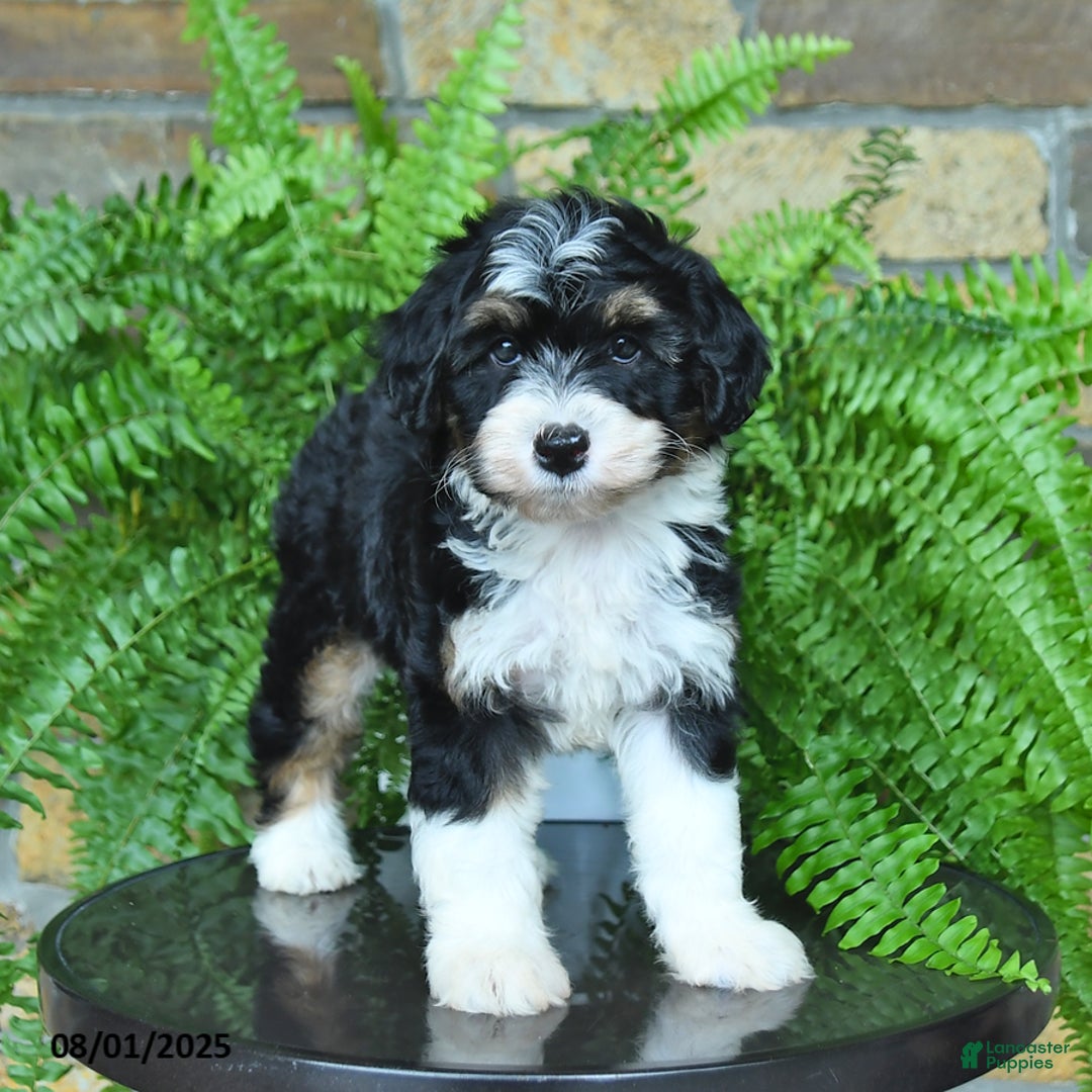 Mini Aussiedoodle dogs for sale: Cutie - Image 2