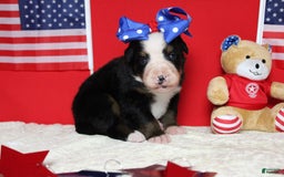 Bernese Mountain Dog dogs for sale: Pebbles - Image 54
