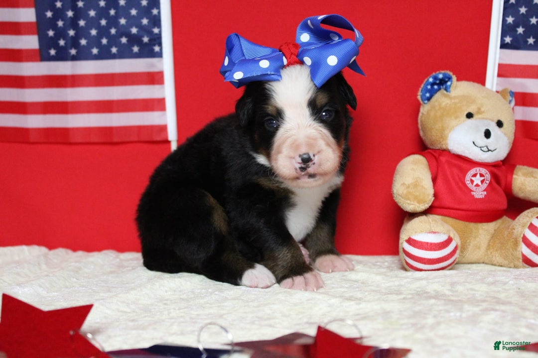 Bernese Mountain Dog dogs for sale: Pebbles - Image 54