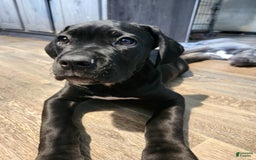 Cane Corso dogs for sale: Socks - Image 3