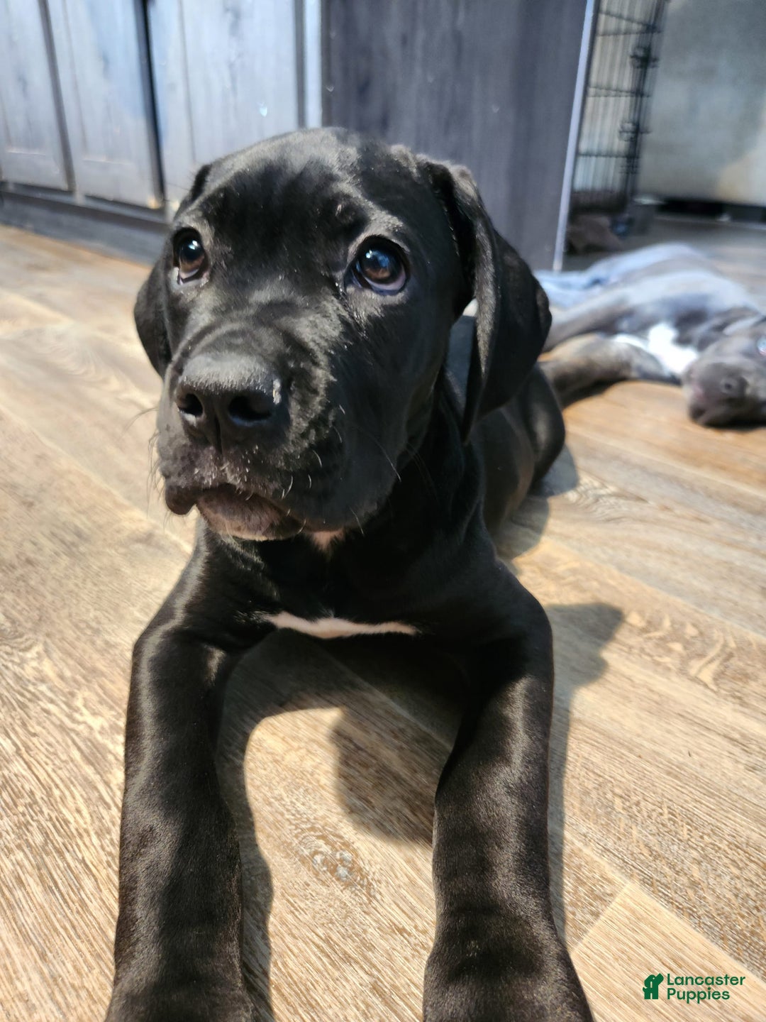 Cane Corso dogs for sale: Socks - Image 3