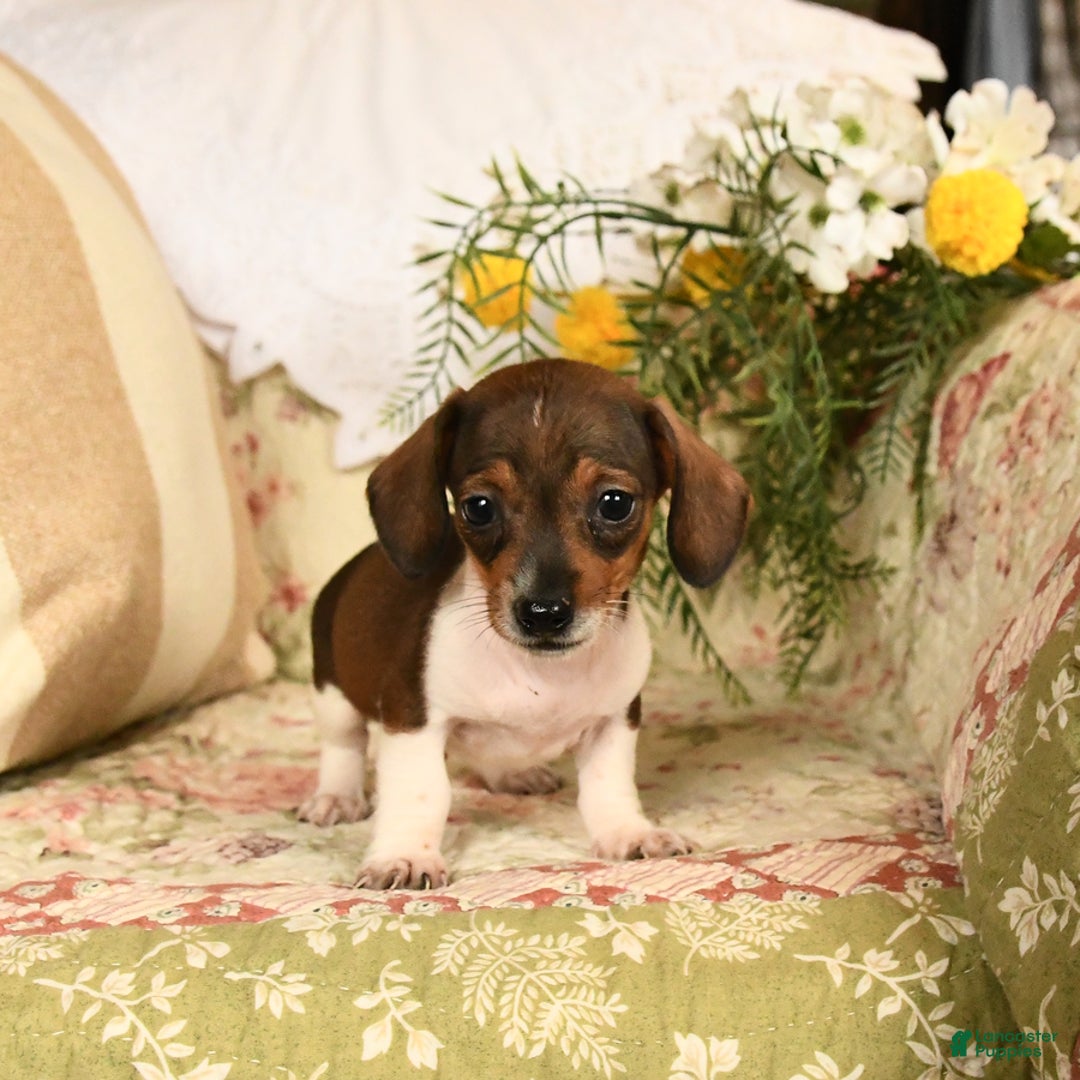Miniature Dachshund dogs for sale: Rascal - Image 1