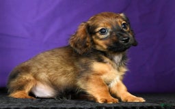 Miniature Dachshund dogs for sale: Dixie - Image 9