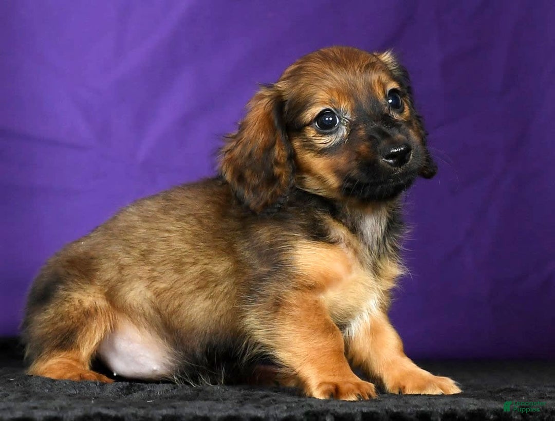 Miniature Dachshund dogs for sale: Dixie - Image 9