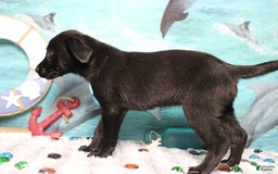 Labrador Retriever dogs for sale: Obsidian - Image 2
