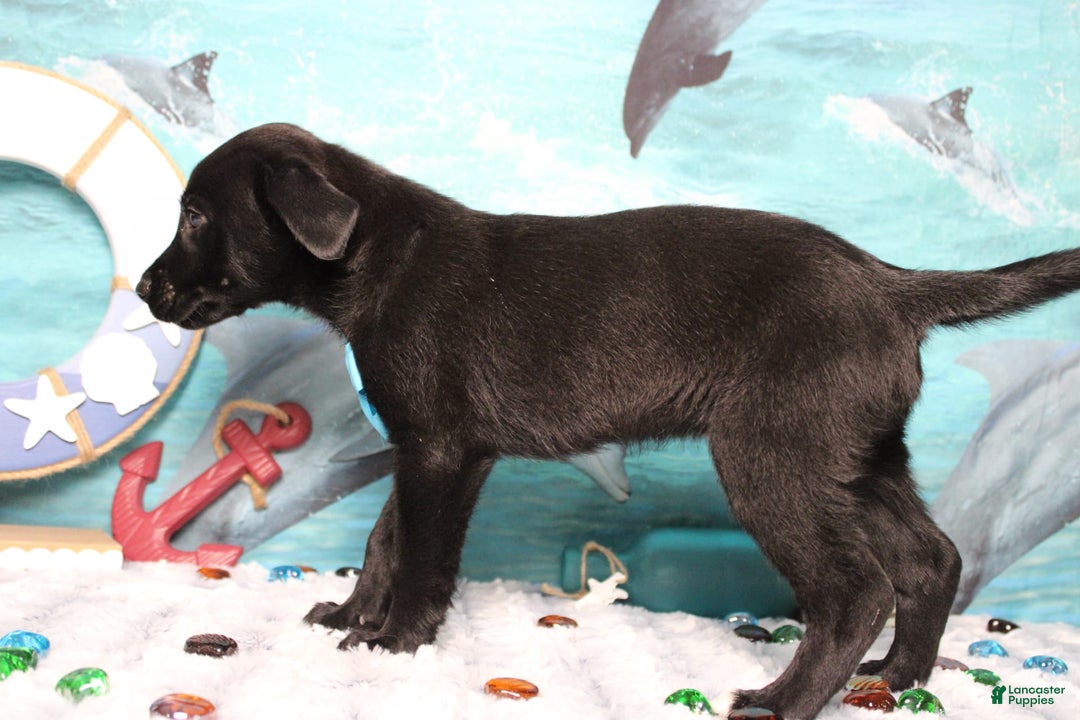 Labrador Retriever dogs for sale: Obsidian - Image 2