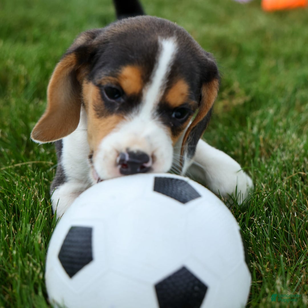 Beagle dogs for sale: Kit Kat - Image 11