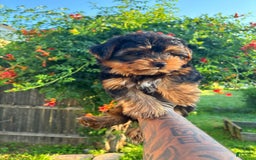 Morkie dogs for sale: Brownie - Image 3