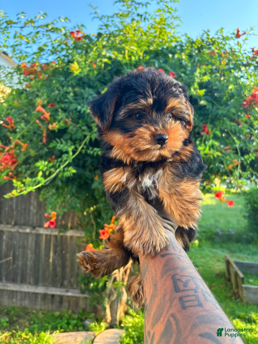 Morkie dogs for sale: Brownie - Image 3