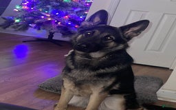 German Shepherd dogs for sale: Luna - Image 3