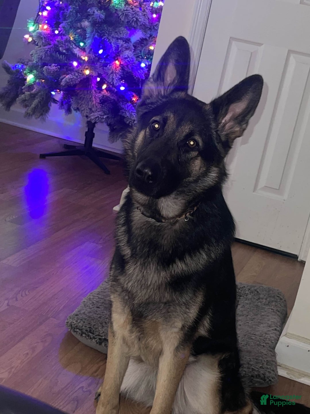 German Shepherd dogs for sale: Luna - Image 3