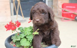 Newfypoo dogs for sale: Nickel - Image 3