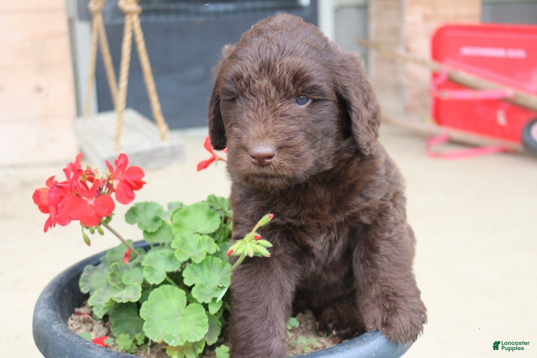 Newfypoo dogs for sale: Nickel - Image 3