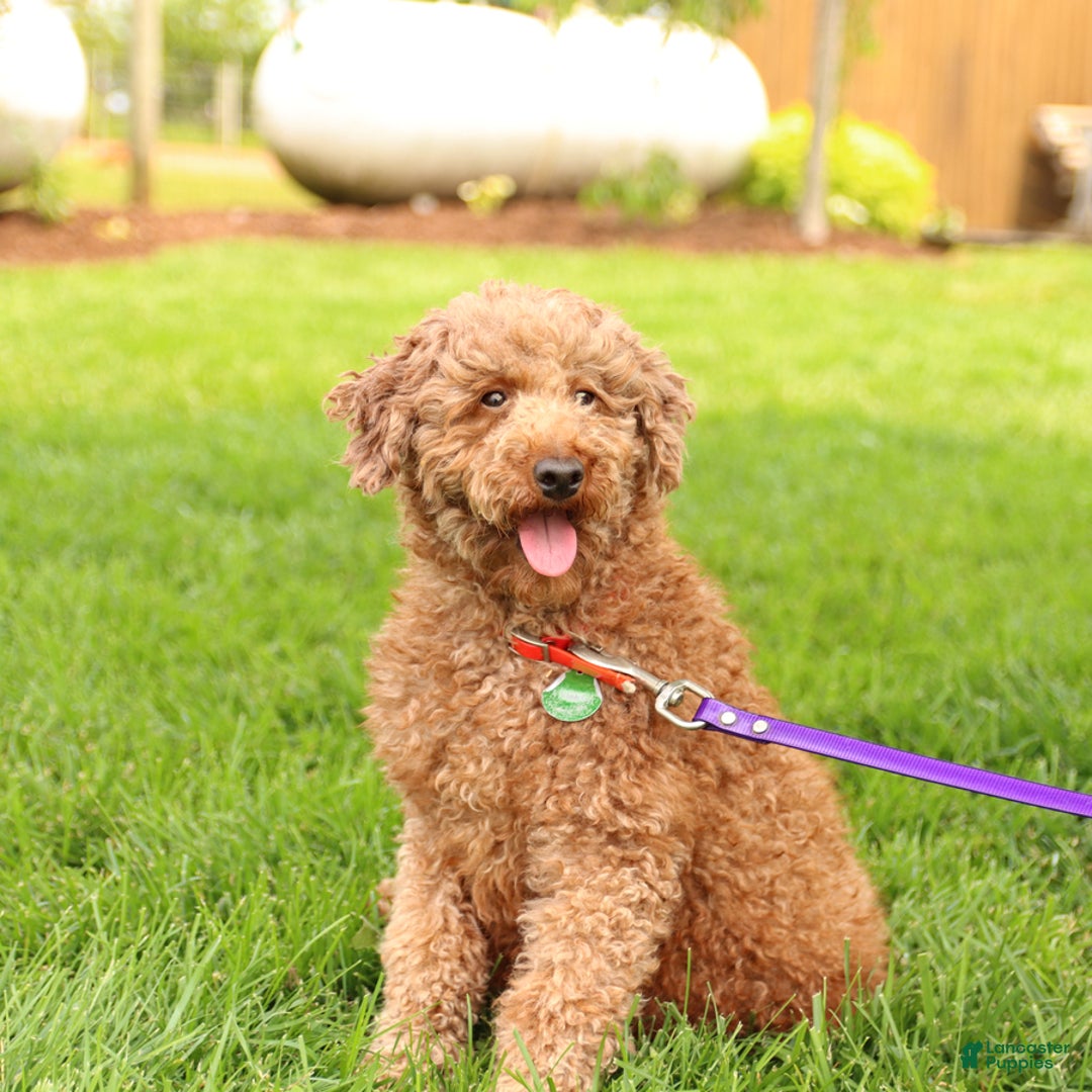 Cavapoo dogs for sale: Basil - Image 6