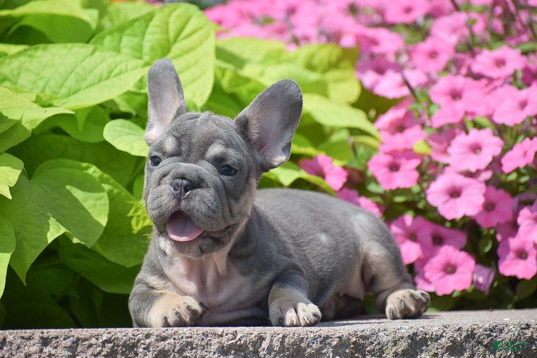French Bulldog dogs for sale: Layla - Big Rope!! - Image 2