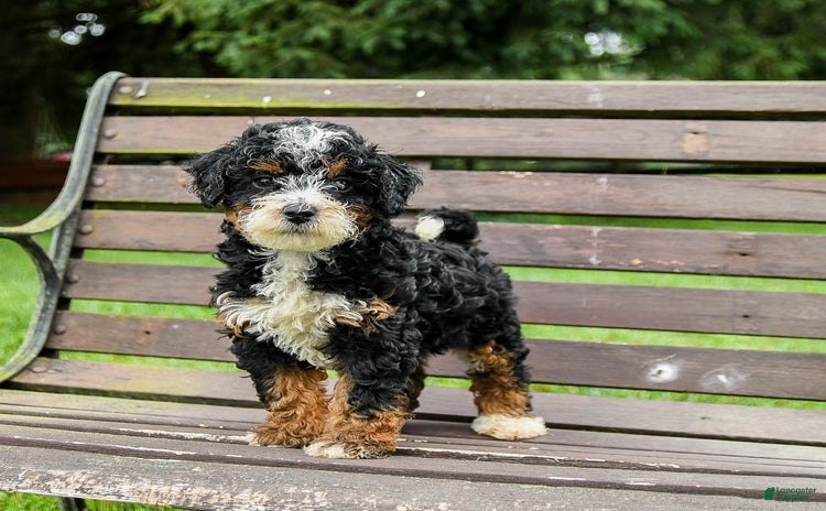Mini Bernedoodle dogs for sale - Ad 3