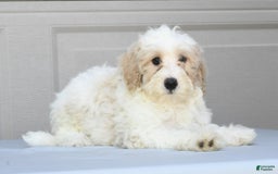 Maltipoo dogs for sale: Lola - Image 8