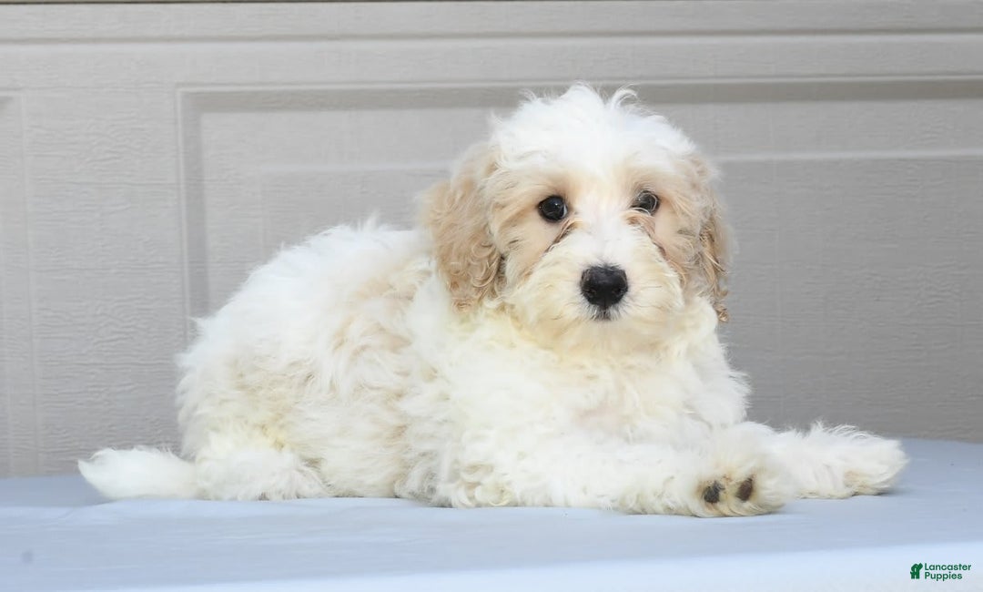Maltipoo dogs for sale: Lola - Image 8