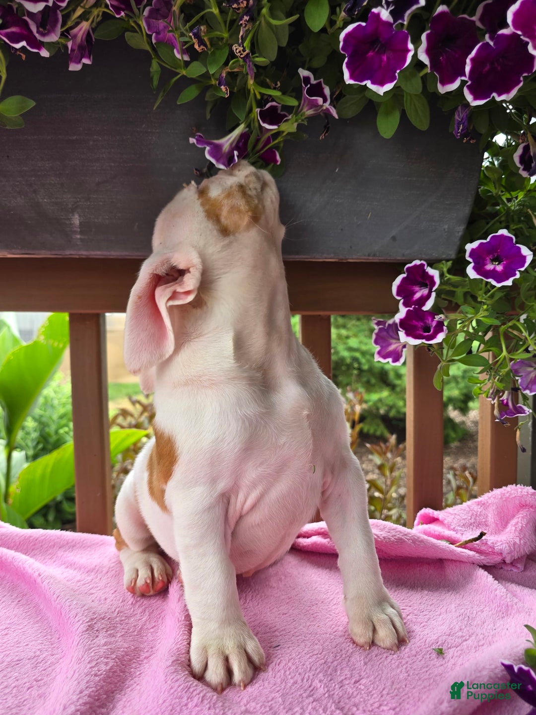 English Bulldog dogs for sale: Peaches - Image 3