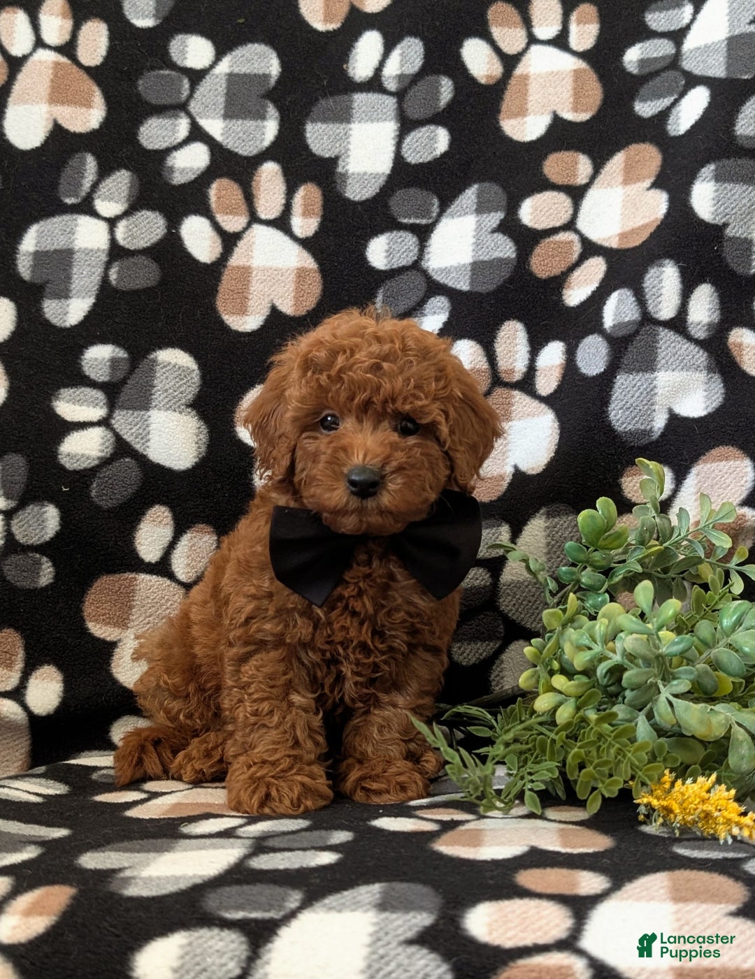 Mini Goldendoodle dogs for sale: Keaunu Genetic Testing - Image 5