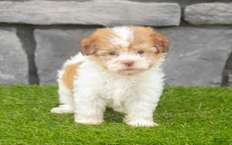 Havanese dogs for sale: Carly - Image 1