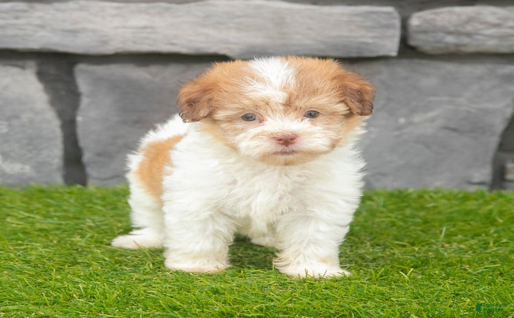 Havanese dogs for sale - Ad 4