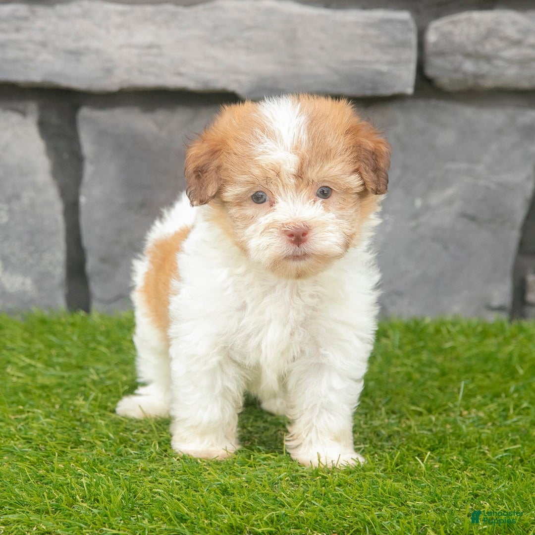 Havanese dogs for sale: Carly - Image 1