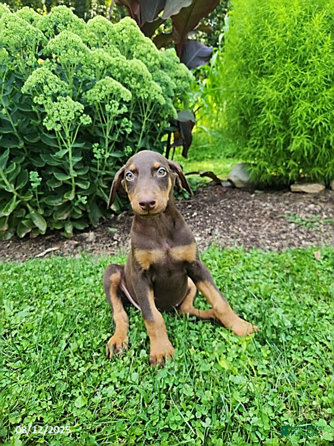 Doberman Pinscher dogs for sale: Doberman Pinscher 9 puppies - Image 9