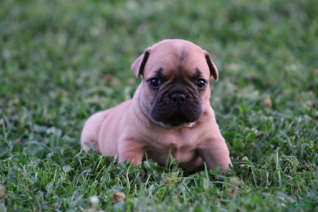 French Bulldog dogs for sale: Sheila - Image 12