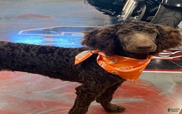 Standard Poodle dogs for sale: Clark - Image 1