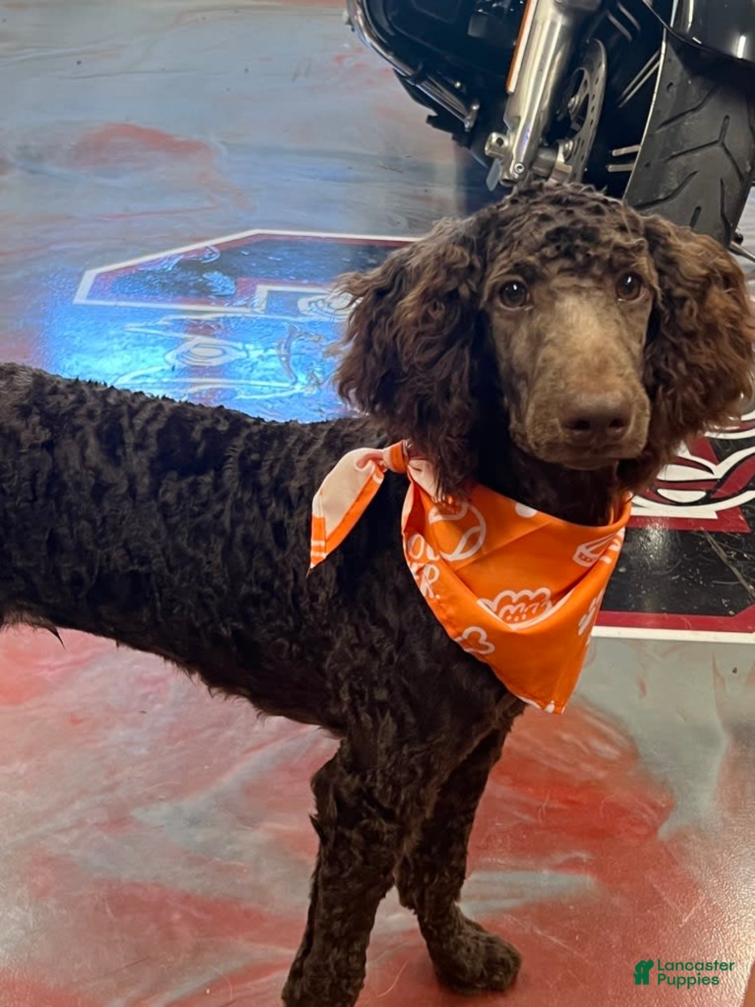 Standard Poodle dogs for sale: Clark - Image 1