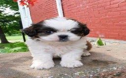 Shih Tzu dogs for sale: Dallas - Image 1