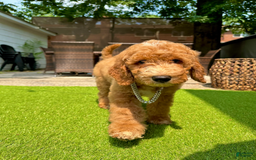 Goldendoodle dogs for sale: Snoopy - Image 1