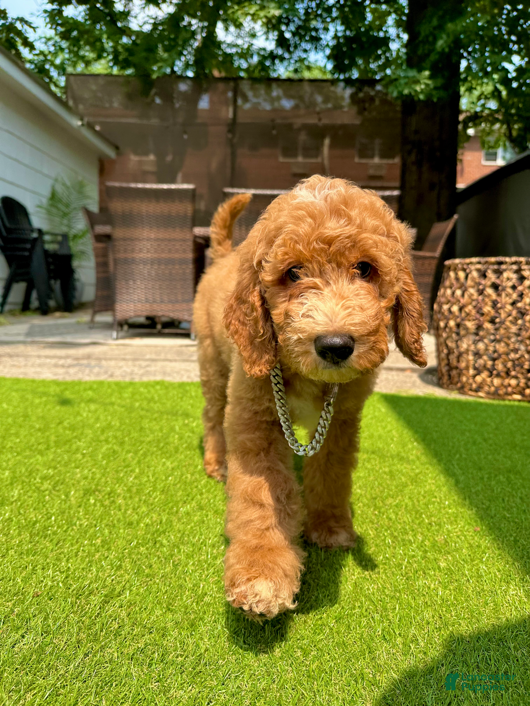Goldendoodle dogs for sale: Snoopy - Image 1