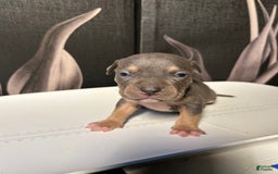 American Bully dogs for sale: Boots - Image 15